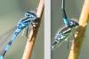 Coenagrion scitulum